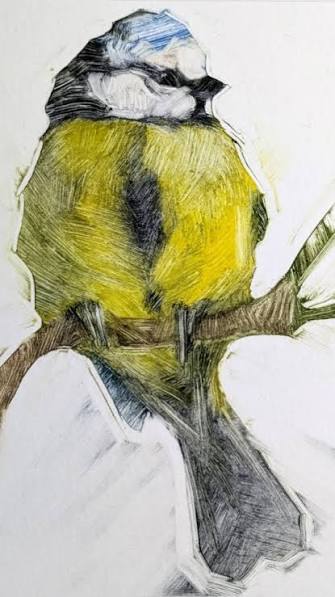 Blue Tit