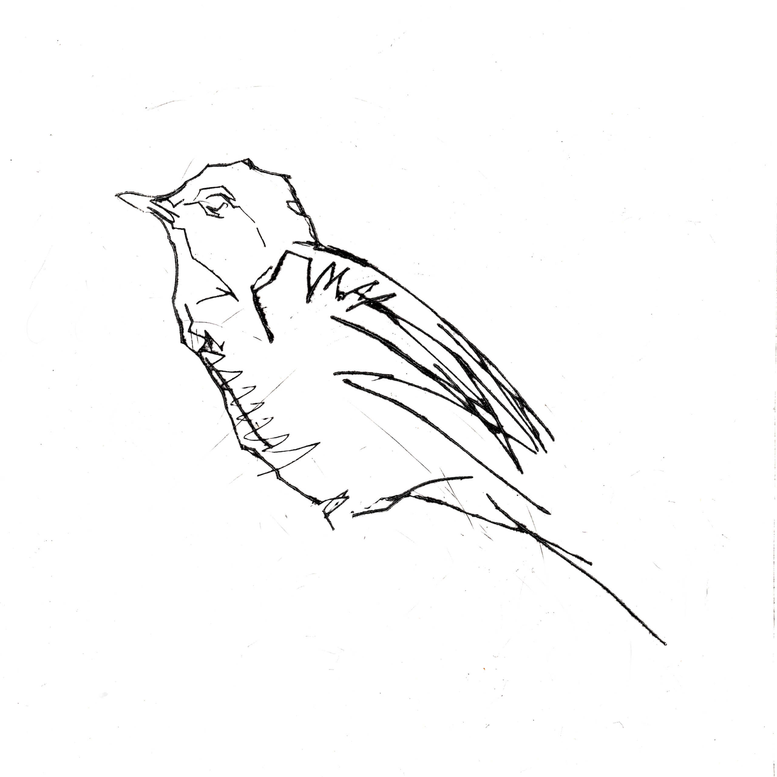 Emerson Mayes – Edgeland Blackbird, dry point, 17x17cm, Edition of 10, £260